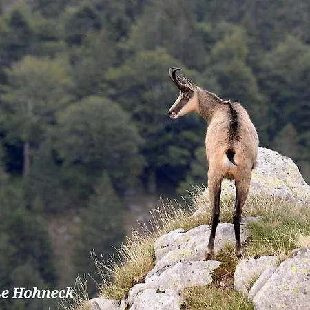 Le Ptit A Gerardmer